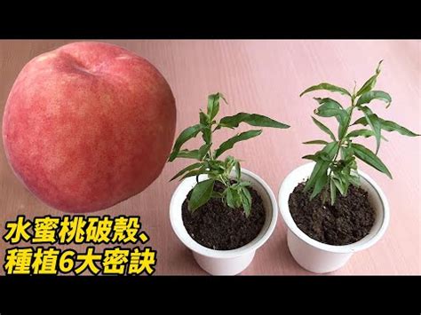 水蜜桃籽可以種嗎|【水蜜桃籽可以種嗎】水蜜桃籽這樣種，超高發芽率，。